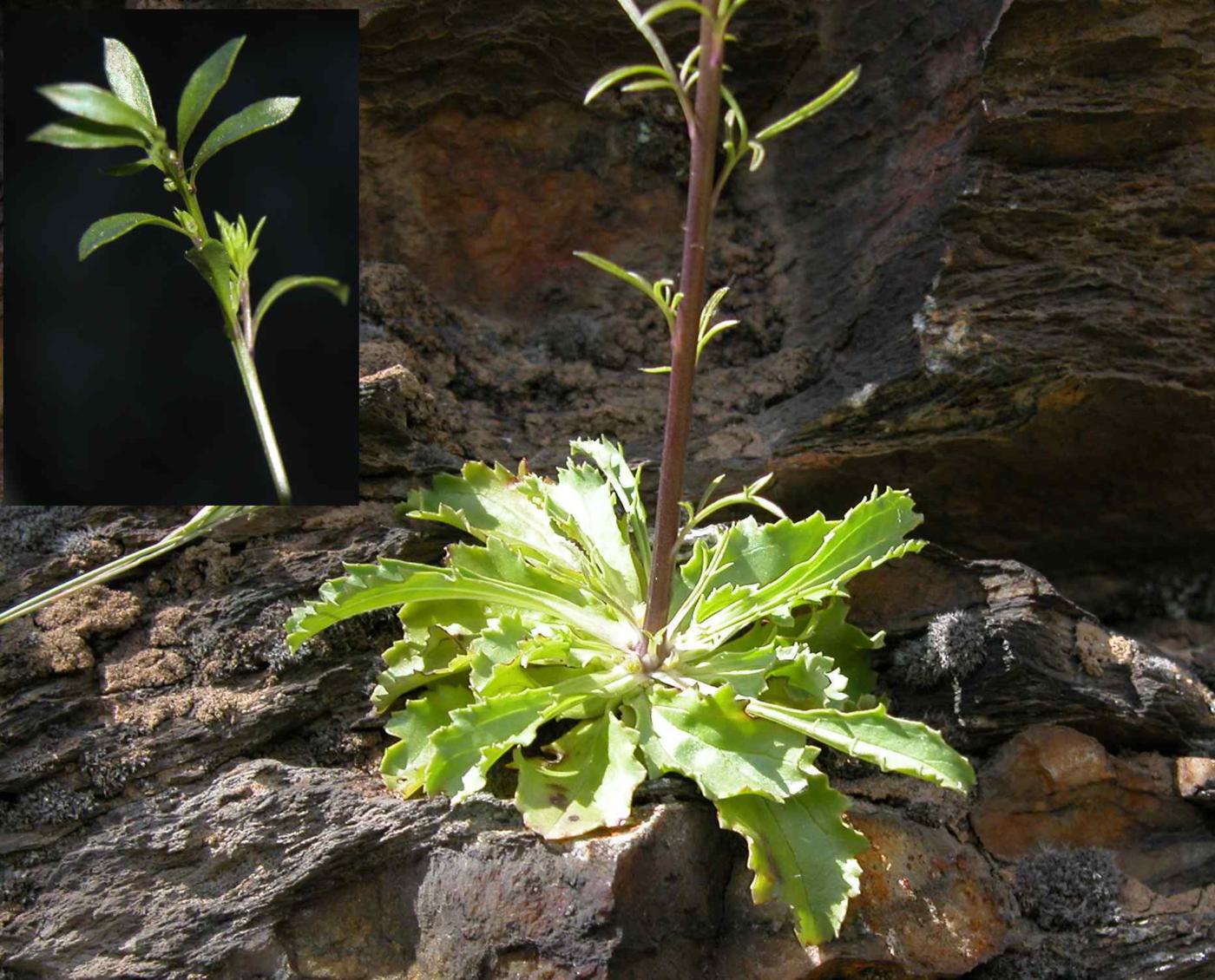 Snapdragon, Blue leaf